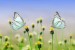 butterflies-1127666_1280